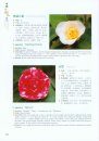 Camellias of China [English / Chinese]