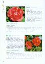 Camellias of China [English / Chinese]