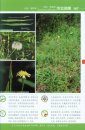 Colour Atlas of Common Plants from Daxing'Anling Mountain [Chinese]