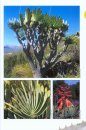 Guide to the Aloes of South Africa