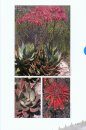Guide to the Aloes of South Africa