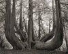 Ancient Trees