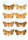 The Witt Catalogue, Volume 7: A Taxonomic Atlas of the Eurasian and North African Noctuoidea