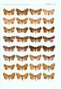 The Witt Catalogue, Volume 7: A Taxonomic Atlas of the Eurasian and North African Noctuoidea
