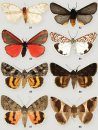Lepidoptera Research in Areas With High Biodiversity Potential in Italy, Volume 1