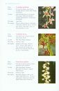 Orchids of Eastern Ghats
