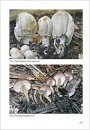 Fungi non Delineati 67-69: Contributo alla Conoscenza della Micoflora Europea: Specie Nuove Endemiche, Funghi Rari con Microclima Localizzato