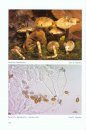 Fungi non Delineati 73-74: Inocybe (3) [Italian]