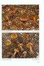 Fungi non Delineati 73-74: Inocybe (3) [Italian]