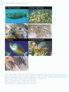 Ecology of Fishes on Coral Reefs