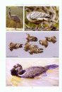 An Atlas of the Birds of NSW & the ACT, Volume 1