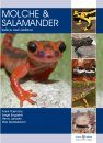 Molche & Salamander