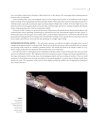 Zoologia Neocaledonica, Volume 8 [English]