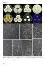 Species Diversity in Aspergillus, Penicillium and Talaromyces