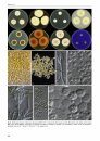 Species Diversity in Aspergillus, Penicillium and Talaromyces