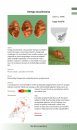 Veldgids Slakken en Mossels [Field Guide to Slugs and Mussels]