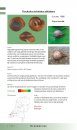 Veldgids Slakken en Mossels [Field Guide to Slugs and Mussels]