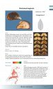 Veldgids Slakken en Mossels [Field Guide to Slugs and Mussels]