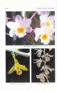 Orchids of Odisha