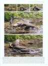 Biology and Evolution of Crocodylians