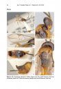ZooKeys 446: Revision of the Genus Pseudapanteles (Hymenoptera, Braconidae, Microgastrinae), with Emphasis on the Species in Area de Conservación Guanacaste, Northwestern Costa Rica