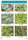Guide to Mosses and Liverworts of Towns and Gardens