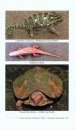 An Overview on the Faunal Diversity of Western Ghats Hotspot of Biodiversity