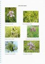 The Rare Plant Register of Cumbria