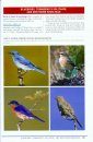 Peterson Reference Guide to Birding by Impression
