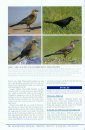 Peterson Reference Guide to Birding by Impression