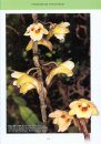 Dendrobium of Borneo