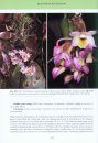 Dendrobium of Borneo