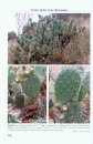 Further Studies in the Opuntioideae (Cactaceae)