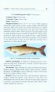 A Field Guide on Fishes of Himachal Pradesh
