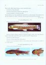 Pictorial Handbook on Fishes of North East India