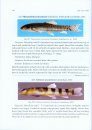 Pictorial Handbook on Fishes of North East India