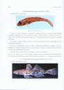Pictorial Handbook on Fishes of North East India