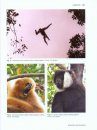 Primates of Vietnam