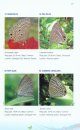 Butterflies of Nandankanan
