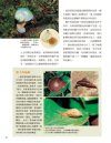 The Amazing Snails [Chinese]