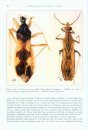 Arthropod Fauna of the UAE, Volume 5