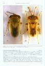 Arthropod Fauna of the UAE, Volume 5