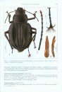 Arthropod Fauna of the UAE, Volume 5