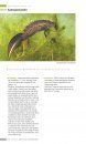 Veldgids Amfibieën en Reptielen [Field Guide to Amphibians and Reptiles]