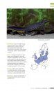 Veldgids Amfibieën en Reptielen [Field Guide to Amphibians and Reptiles]