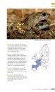 Veldgids Amfibieën en Reptielen [Field Guide to Amphibians and Reptiles]