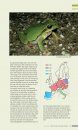 Veldgids Amfibieën en Reptielen [Field Guide to Amphibians and Reptiles]