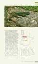 Veldgids Amfibieën en Reptielen [Field Guide to Amphibians and Reptiles]
