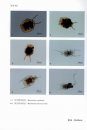 Atlas of Common Freshwater Zooplankton in Zhejiang [Chinese]