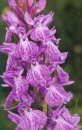 Chercheurs d'Orchidées [Field Guide to Orchids]